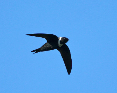 Costa Rican Swallows & Swifts