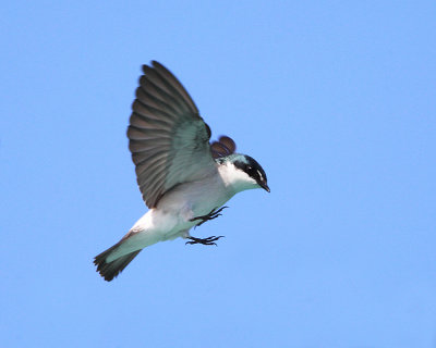 Mangrove Swallow - Tachycineta albilinea