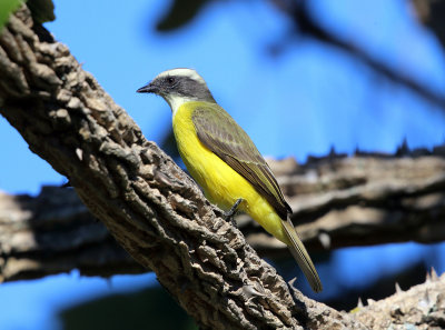 Social Flycatcher - Myiozetetes similis