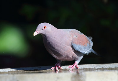 Red-billed Pigeon - Patagioenas flavirostris