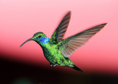 Green Violetear - Colibri thalassinus