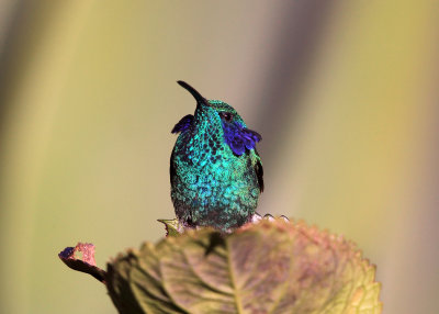 Green Violetear - Colibri thalassinus