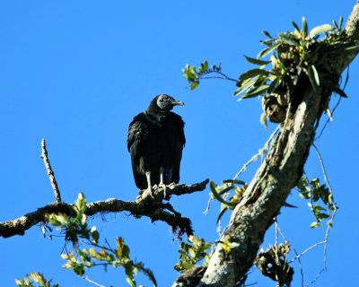 Black Vulture - Coragyps atratus