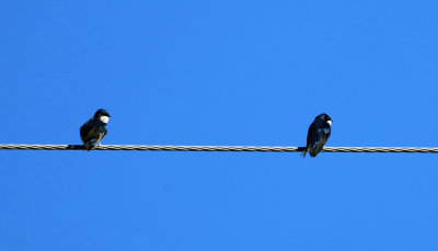 Blue and White Swallows - Pygochelidon cyanoleuca