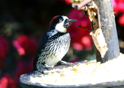 Acorn Woodpecker - Melanerpes formicivorus