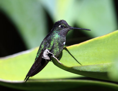 Magnificent Hummingbird - Eugenes fulgens