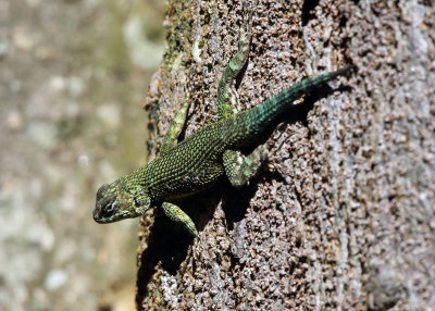 Spiny Green Lizard - Sceloporus malachiticus