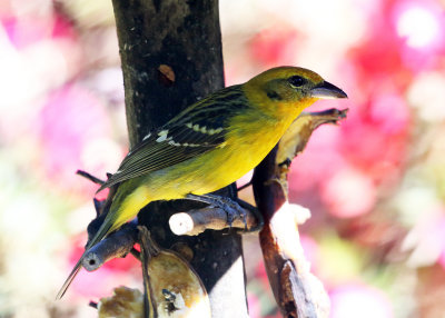 Flame-colored Tanager - Piranga bidentata