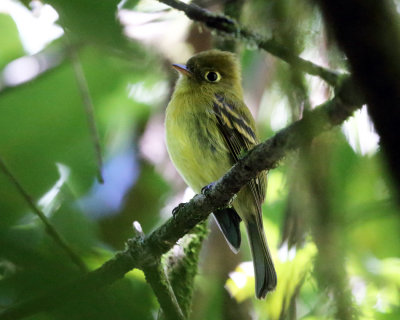 Yellowish Flycatcher - Empidonax flavescens