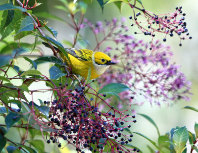 Silver-throated Tanager - Tangara icterocephala