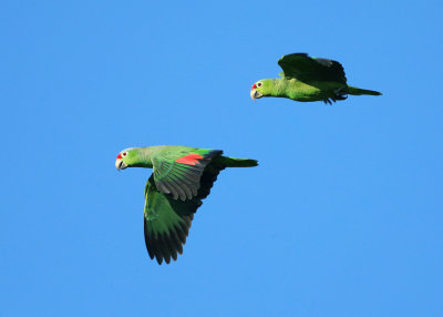 Red-lored Parrot - Amazona autumnalis