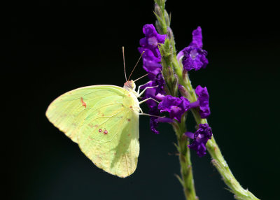 Cloudless Sulphur - Phoebis sennae