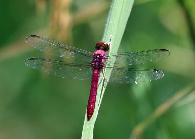 Carmine Skimmer - Orthemis discolor