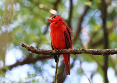 Summer Tanager - Piranga rubra