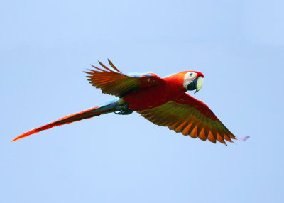 Scarlet Macaw - Ara macao