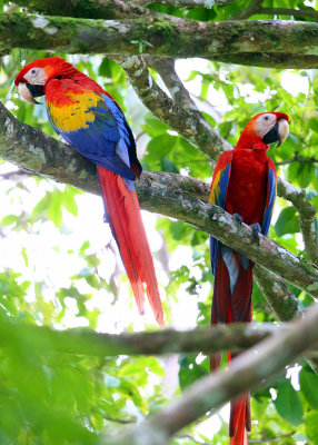 Scarlet Macaw - Ara macao