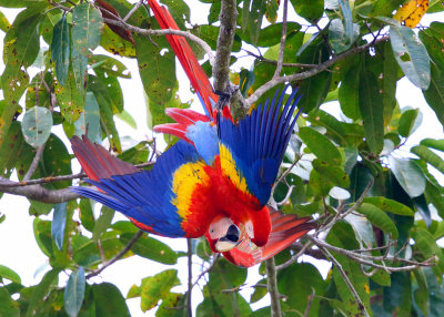 Scarlet Macaw - Ara macao