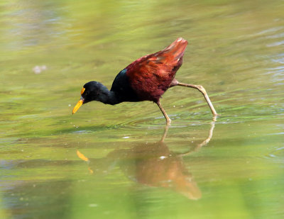 Northern Jacana - Jacana spinosa