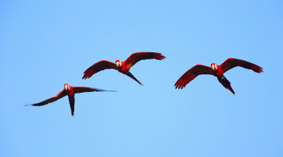 Scarlet Macaw - Ara macao