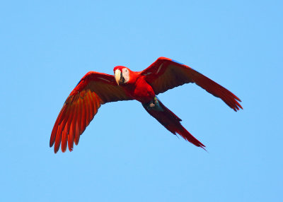 Scarlet Macaw - Ara macao