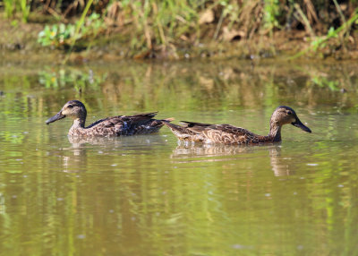 Blue-winged Teal - Anas discors