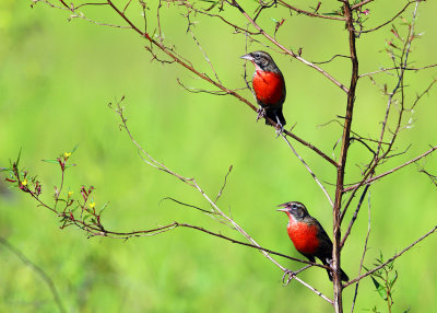 Red-breasted Blackbird - Sturnella militaris