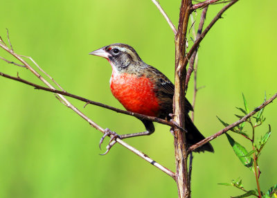 Red-breasted Blackbird - Sturnella militaris