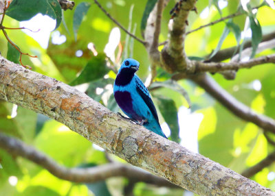 Turquoise Cotinga - Cotinga ridgwayi