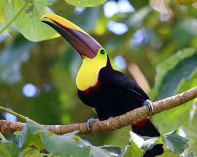 Chestnut-mandibled Toucan - Ramphastos swainsonii