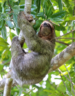 Three-Toed Sloth - Bradypus variegatus