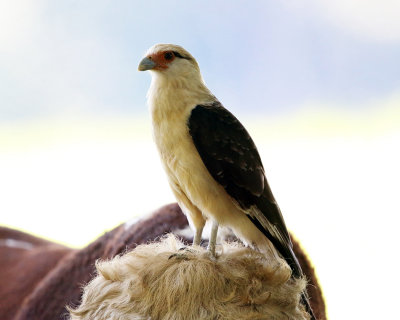 Yellow-headed Caracara - Milvago chimachima