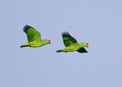 Red-lored Parrots - Amazona autumnalis