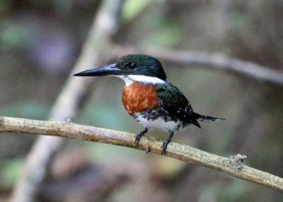 Green Kingfisher - Chloroceryle americana