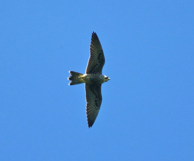 Peregrine Falcon - Falco peregrinus