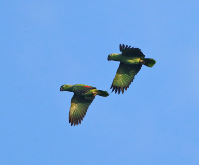 Mealy Parrots - Amazona farinosa