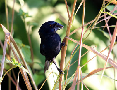 Blue-black Grosbeak - Cyanocompsa cyanoides