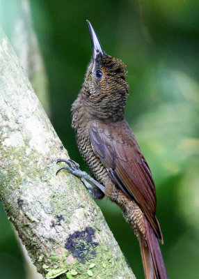 Northern Barred Woodcreeper - Dendrocolaptes sanctithomae