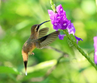 Stripe-throated Hermit - Phaethornis striigularis