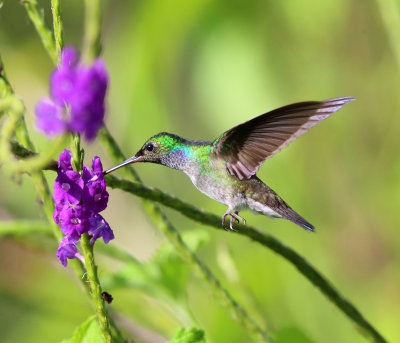 Charming Hummingbird - Amazilia decora