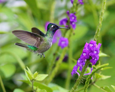 Violet-headed Hummingbird - Klais guimeti