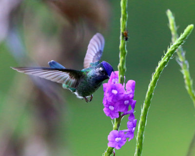 Violet-headed Hummingbird - Klais guimeti