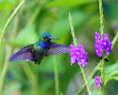 Charming Hummingbird - Amazilia decora