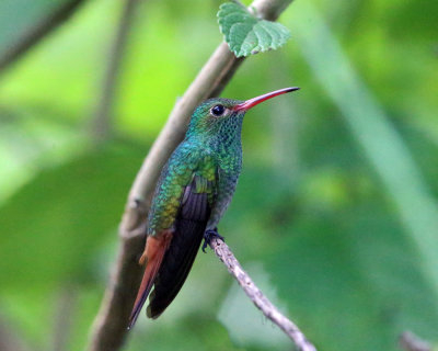 Roufous-tailed Hummingbird - Amazilia tzacatl