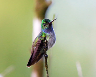 Blue-throated Goldentail - Hylocharis eliciae