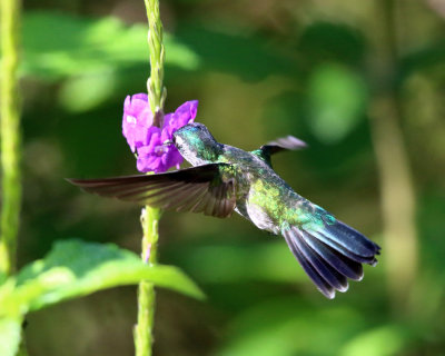 Violet-headed Hummingbird - Klais guimeti