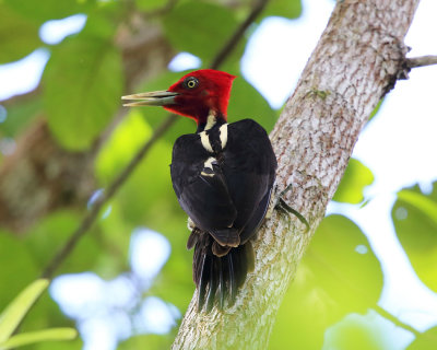 Costa Rican Woodpeckers & Woodcreepers