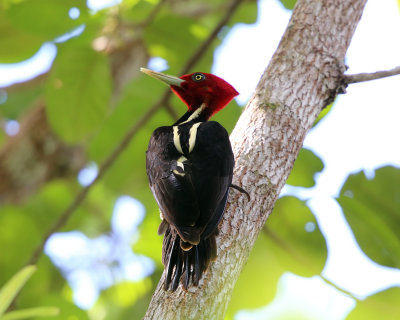 Pale-billed Woodpecker - Campephilus guatemalensis