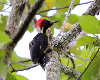 Pale-billed Woodpecker - Campephilus guatemalensis (female)