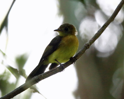 Sulphur-rumped Flycatcher - Myiobius sulphureipygius