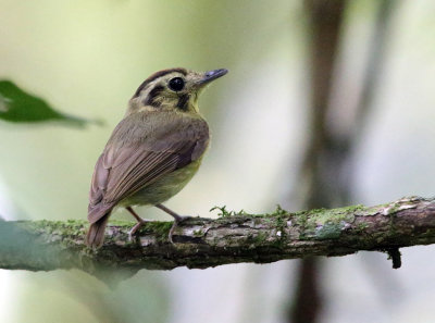 Golden-crowned Spadebill - Platyrinchus coronatus